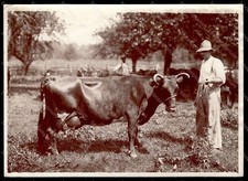 Ayrshire cow original for sale  Mediapolis