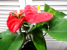 Anthurium red heart for sale  Saint Benedict