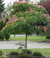 Mimosa trees pruned for sale  Milton