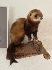 Iltis marder wiesel gebraucht kaufen  Villingen-Schwenningen