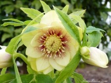 Hellebore double yellow for sale  SALTASH