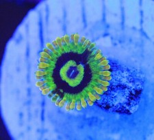 Rainbow yoda zoa for sale  Placentia