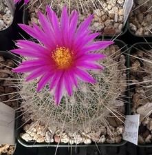Echinomastus makdowellii cactu for sale  Sacramento