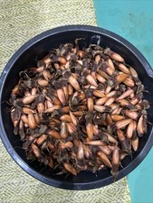 Araucana araucania monkey for sale  BOLTON