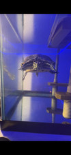 Turtle supplies for sale  Orange Park