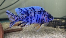 Electric blueberry guaranteed for sale  Apex