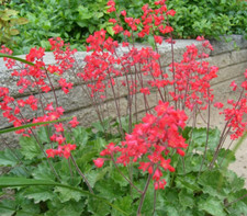 Heuchera coral bells for sale  BARGOED