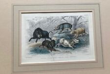 Antique wild boar for sale  KENILWORTH