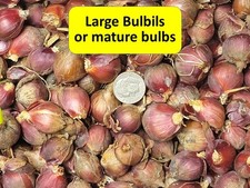 Egyptian walking onion for sale  Lake Elmo