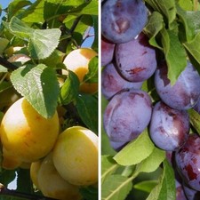 Duo pflaumenbaum hauszwetsche gebraucht kaufen  Detmold