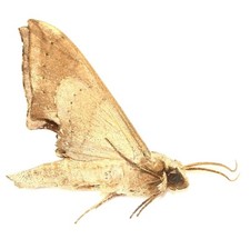 Lepidoptera sphingidae polypty for sale Lepidoptera sphingidae polypty for sale  Shipping to United Kingdom
