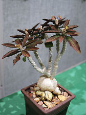 Euphorbia ambovombensis exotic d'occasion  Expédié en Belgium