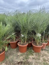 Chamaerops humilis fan for sale  UXBRIDGE