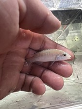 White lab cichlids for sale  Racine