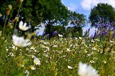 6qm blühende waldwiese gebraucht kaufen  Würzburg