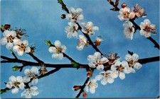 Apricot tree flower for sale  USA