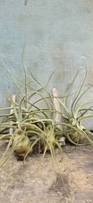 Tillandsia seleriana tillandsi gebraucht kaufen  Willich