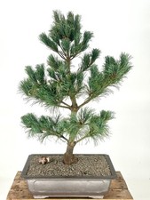 Japanese white pine for sale  Patchogue