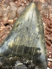 2.2 carcharodon great for sale  Ripley