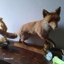 Volpe imbalsamata caccia usato  Cameri