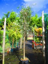 9ft inc. pot for sale  OXFORD