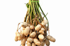 Dried peanut pods for sale  San Jose