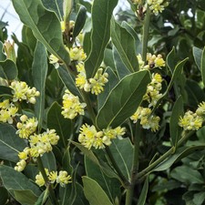 Bay laurel plant for sale  Howey in the Hills