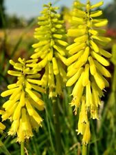 Kniphofia lemon popsicle for sale  HORSHAM