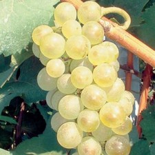 Plant raisin aurora d'occasion  Expédié en France