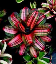 Kfs1481 neoregelia pastoaliana usato  Spedire a Italy