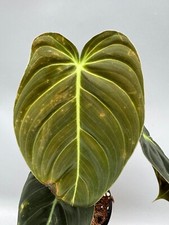 Philodendron melanochrysum var gebraucht kaufen  Wolfsburg
