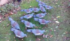 Garden pigen decoy for sale  BROXBURN