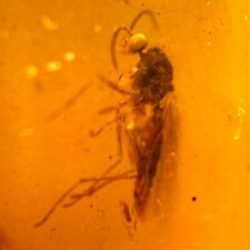 Burmese amber insect for sale  Harrison Township