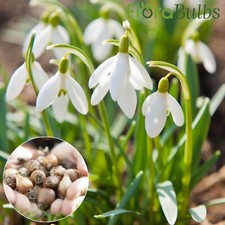 Snowdrop bulbs 100 for sale  WISBECH