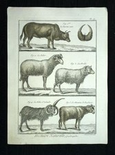 Taureau belier mouton d'occasion  Villeurbanne