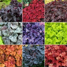 Heuchera plant mix for sale Heuchera plant mix for sale  UK