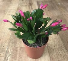 Red christmas cactus for sale  SHEFFIELD