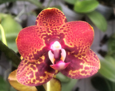 Original orchid phal for sale  Boca Raton