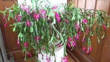 Christmas cactus buckleyi for sale  GOOLE