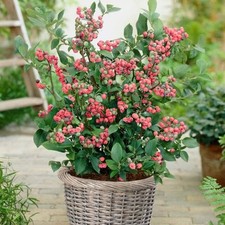 Blueberry pink lemonade for sale  SOUTHAMPTON