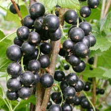 Schwarze johannisbeere titania gebraucht kaufen  Wertheim