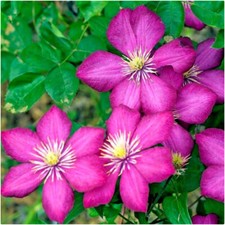 Clematis ville lyon for sale  LINCOLN