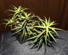 cryptanthus for sale cryptanthus for sale Los Angeles