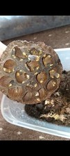 Rubber duckies isopod for sale  NELSON
