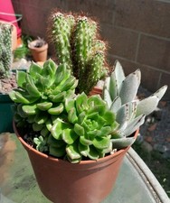 Mixed succulent cacti for sale  La Mirada