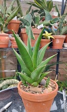 snake plant for sale  GLOUCESTER