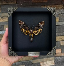 Taxidermy butterfly beetle for sale  Houston