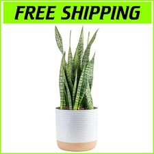 Stylish foot sansevieria for sale  Camden