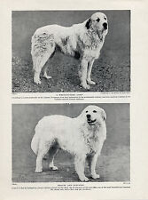 Great pyrenees pyrenean for sale  COLEFORD