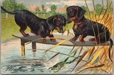 Cartão postal de saudações DACHSHUND DOG dois cães e sapo / 1904 Holanda cancelar comprar usado  Enviando para Brazil